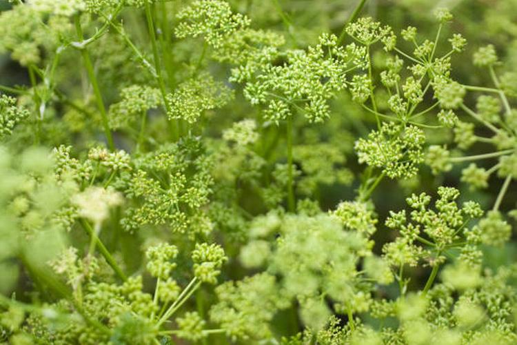 Arkivfoto Anne-Li Engström