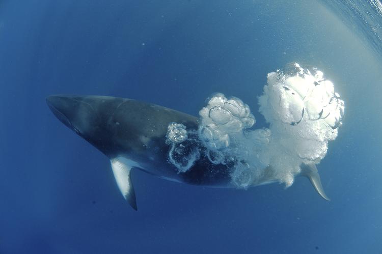 Kun 13 procent af verdenshavene er endnu ikke ødelagt af menneskeheden. Her en dværg vågehval i Great Barrier Reef ved Australiens nordlige østkyst. Kike Calvo/AP