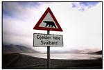 
   Der er masser af isbjørne på Svalbard. Advarselsskilte om isbjørne er der også mange af - her et uden for hovedbyen Longyearbyen.
   Morten Langkilde/POLFOTO