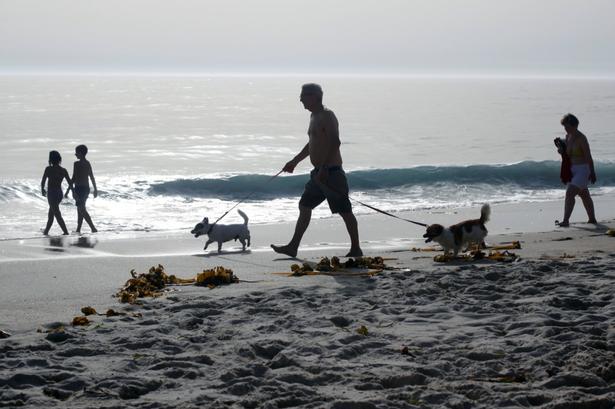 Eller her, hvor badegæster og vandhunde prøver at blive nedkølet af vandet ved Larinastranden i spanske Muros. Paul White/AP
