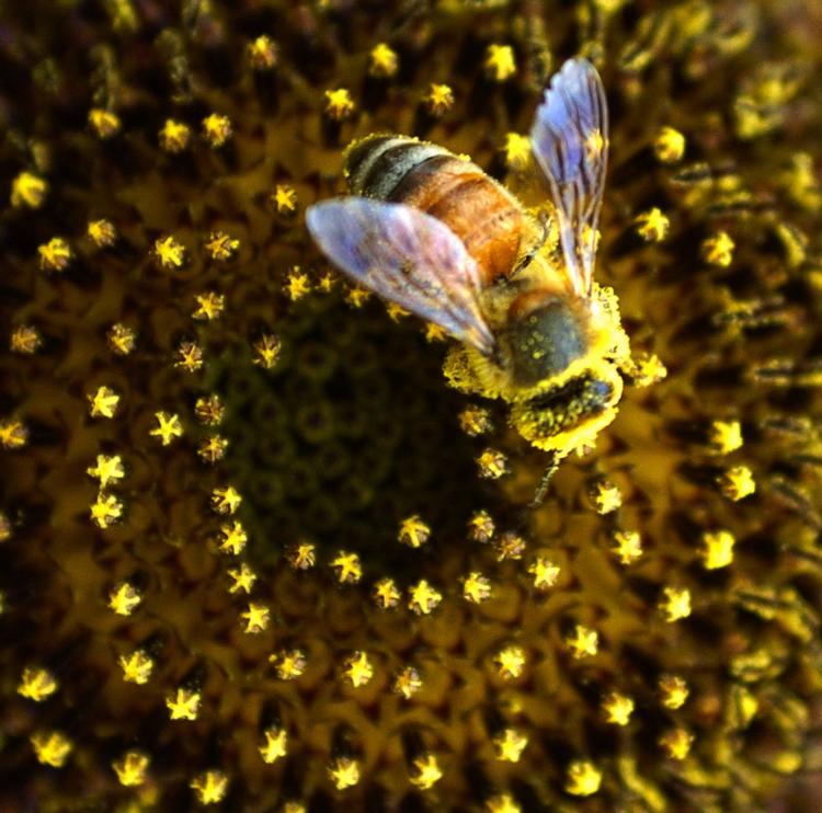 En honningbi samler pollen fra en solsikke og hjælper dermed planten med at sprede sit blomsterstøv til andre solsikkers støvfangere. Bien spiller en afgørende rolle for naturen som bestøver, men trues af GMO-afgrøder og insektgifte, som nu tillades i USA. Foto: AP Photo/Times Record, Kaia Larsen Kaia Larsen/AP