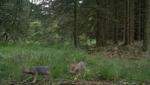 Nogle af de ulveunger som blev født i Vestjylland sidste år.  