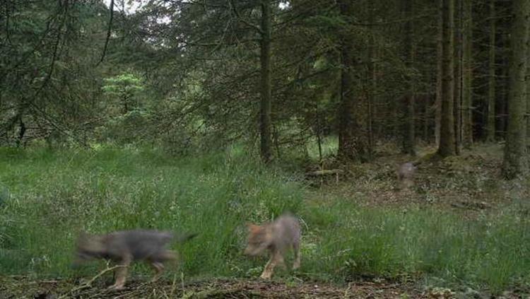 Nogle af de ulveunger som blev født i Vestjylland sidste år.  
