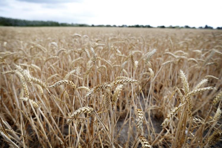 Jens Dresling/POLFOTO