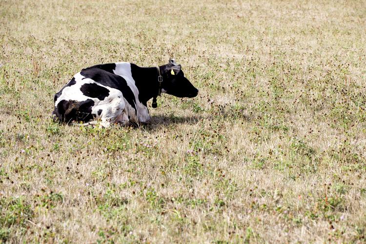Finn Frandsen/POLFOTO