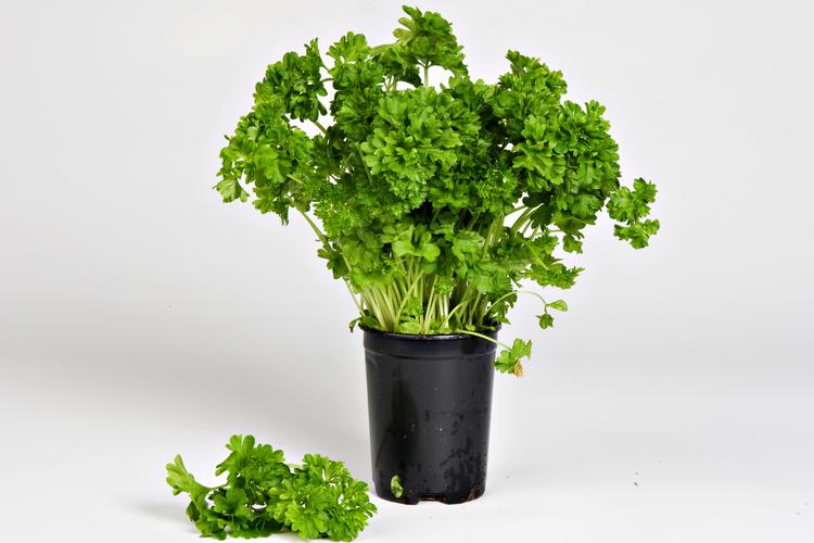 Bidstrup Stine/POLFOTO