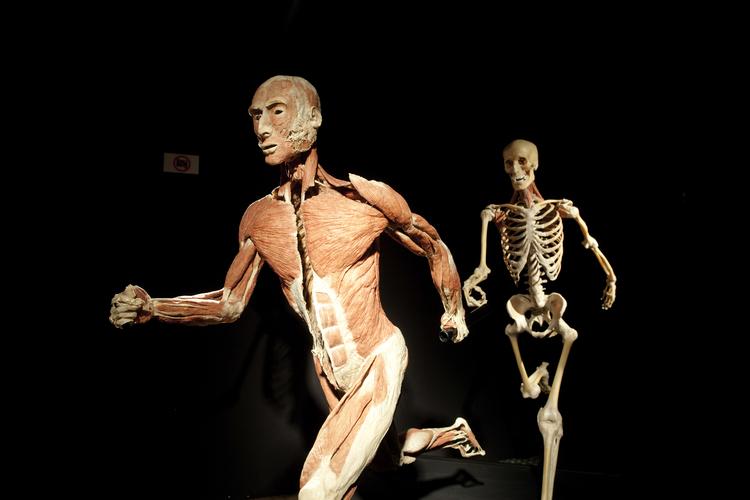 'Bodies'-udstillingen, der er blevet besøgt af millioner af mennesker verden over, er igen kommet i modvind efter anklager om, at de udstillede kroppe stammer fra fængslede kinesere (arkivfoto).   Jens Panduro/POLFOTO