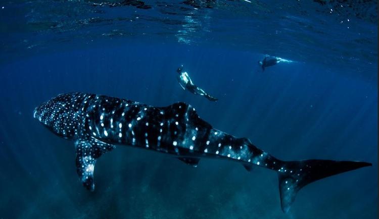 Ningaloo Reef er verdens største kystnære koralrev med en længde på over 70 kilometer og særlig kendt for hvalhajerne, som viser sig fra den anden weekend i marts og bliver på revet frem til september. Sara Barbeiri