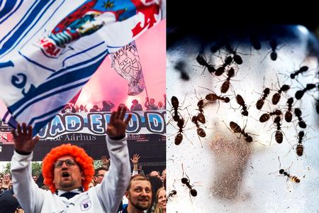 Tycho Gregers/Per Folkver