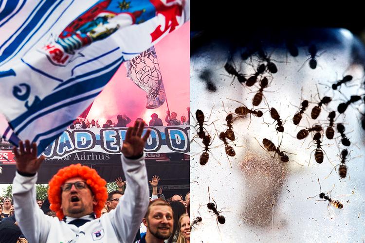 Tycho Gregers/Per Folkver