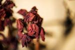 Græsplænerne er ved at blive grønne igen efter sommerens tørke, men mange planter klarede ikke de mange uger uden regn. Kristian Djurhuus/Ritzau Scanpix