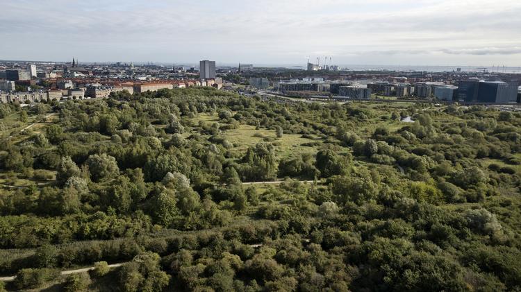Et politisk flertal opgav sidste år opgav deres egen plan om at bygge 2.500 boliger på den såkaldte Strandeng på Amager Fælled.
   Jens Dresling/POLFOTO