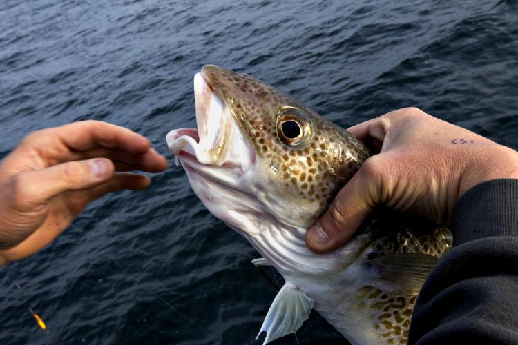 En øresundstorsk er fanget på skånsom vis - med krog og line. Nu vil fiskeriministeren have overvågning af de trawlfartøjer, der beskyldes for at fiske ulovligt i Øresund. Per Folkver/POLFOTO