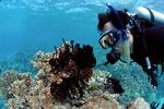 Great Barrier Reef er blandt verdens mest populære dykkerdestinationer. Men nu har omkring to tredjedele af revet mistet farverne. Foto: Kike Calvo via AP Images
   Kike Calvo/AP
