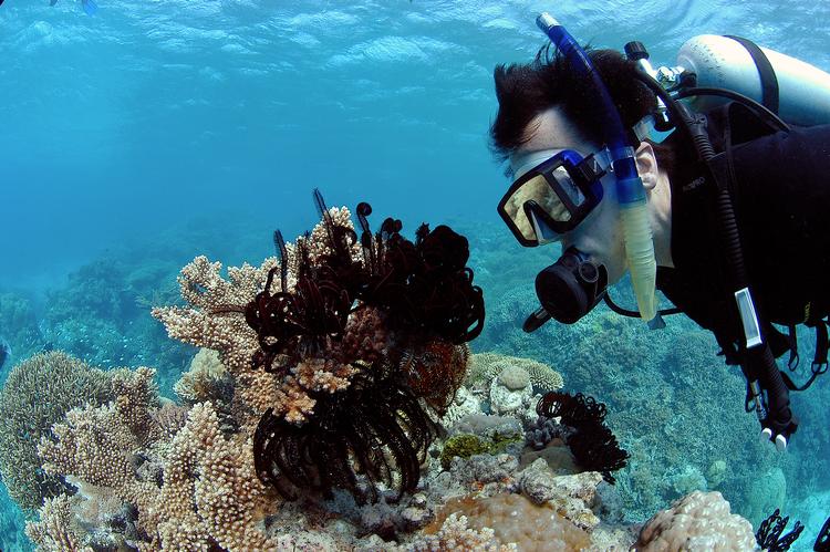 Great Barrier Reef er blandt verdens mest populære dykkerdestinationer. Men nu har omkring to tredjedele af revet mistet farverne. Foto: Kike Calvo via AP Images
   Kike Calvo/AP