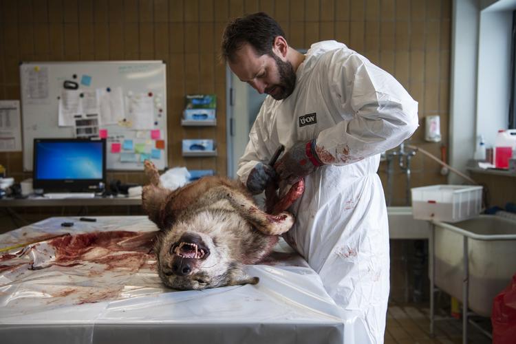 DTU Veterinærinstitut i København modtog ulven, der blev skudt ved Ulfborg. På billedet ses Mikkel Høegh Post, Konservator, Statens Naturhistoriske Museum, som undersøgte ulven. 
   Tycho Gregers/RITZAU