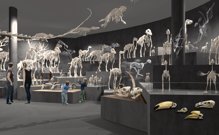 Sådan her kan en af de faste udstillinger komme til at se ud, når det nye Statens Naturhistoriske Museum er færdigt i 2022.. Dårlig økonomi tvinger nu Københavns Universitet til at lægge museet ind under Biologisk Institut. Computerskabt illustration:  Statens Naturhistoriske Museum 