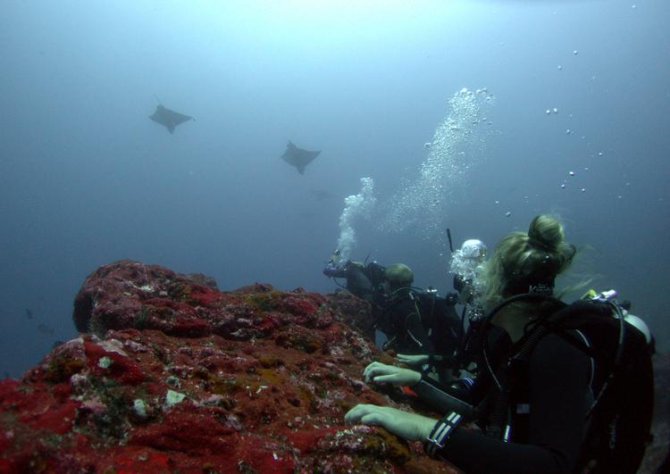 Når man bryder overfladen i Fransk Polynesien, ved man aldrig, hvilke havdyr man møder. Her ser du to ørnerokker på 25 meters dybde ved Marquesasøerne. Atlas