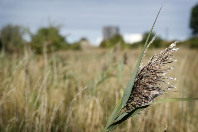 Jens Dresling/POLFOTO