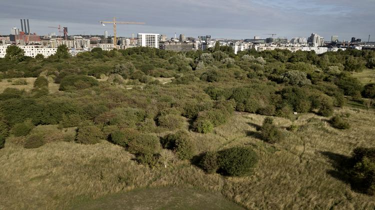 Amager Fælled med København i baggrunden.  Jens Dresling/POLFOTO