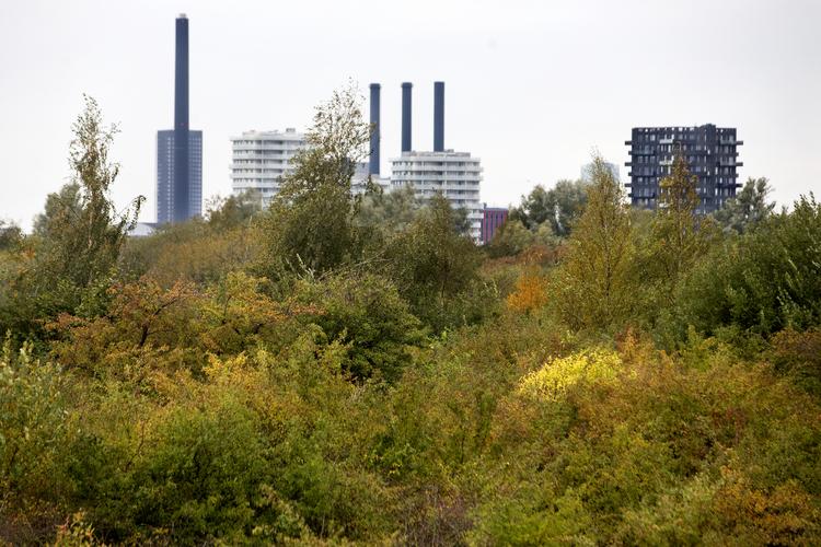 Diskussionen om byggeri på Amager Fælled har skilt partierne i Borgerrepræsentationen. Finn Frandsen/POLFOTO