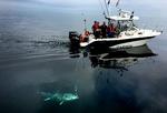 Den blåfinnede tun har en topfart på over 80 kilometer i timen.  Den kan blive mere end tre meter lang og er uden sammenligning den største fisk i danske farvande. Nicolai Ditlefsen / Fisk & Fri