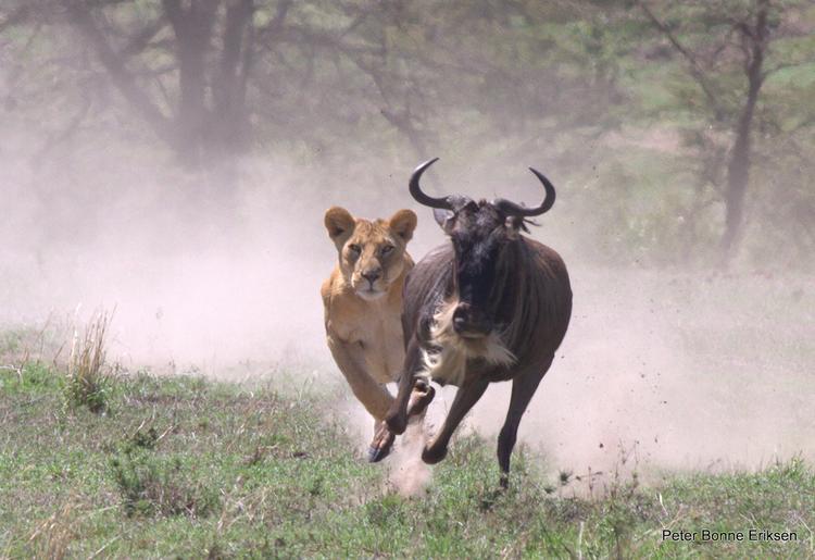 Løvinde jager gnu som dog undslipper i sidste øjeblik, Olare Motorogi conservancy, Kenya Peter Eriksen