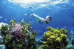 
   Great Barrier Reef ud for den australske kyst er et populært område for dykkere. 
(arkivfoto) /AP