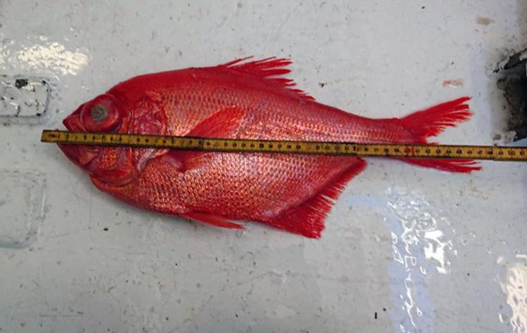 
    Besætningen på Skagenstrawleren North Sea S 255 fik tirsdag en sjælden fisk som bifangst i forbindelse med rejefiskeri i Skagerrak. Det viste sig være den, i de nordlige farvande, yderst sjældne dybhavsfisk, Nordisk Beryx (Beryx decadactylus)., der mest af alt ligner en rødfisk med sin røde farve og meget store øjne.  Nordsøen Oceanarium/handout/Ritzau Scanpix