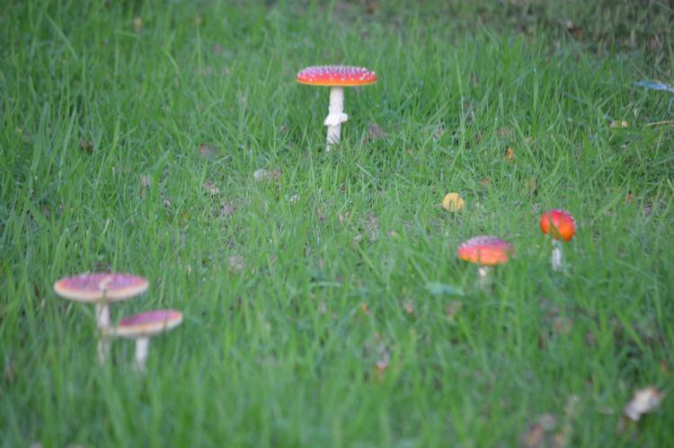 Røde fluesvampe stikker op på Søren Ryge Petersens græsplæne. Han slår en bur uden om dem med plæneklipperen. Søren Ryge Petersen