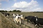 Per Thomasen var en af de mange landmænd, der blev ramt af tørken, da han producerede 20 procent mindre mælk, fordi solen brændte hans frodige græsmarker, som plejer at fodre køerne. Finn Frandsen/POLFOTO