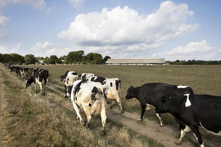 Per Thomasen var en af de mange landmænd, der blev ramt af tørken, da han producerede 20 procent mindre mælk, fordi solen brændte hans frodige græsmarker, som plejer at fodre køerne. Finn Frandsen/POLFOTO