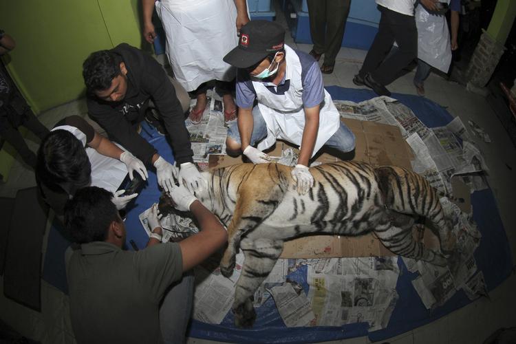 En tiger er fundet død.
   Rafka Majjid/AP