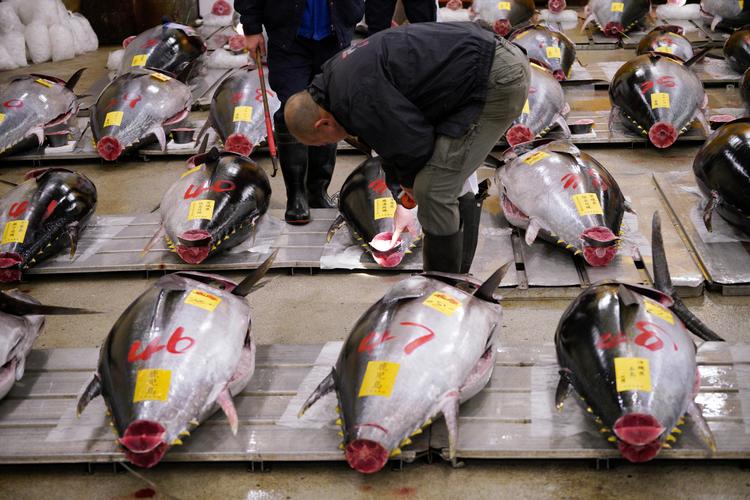De sidste fisk er solgt fra Tsukiji. Snart skal både fiskeopkøbere og turister vænne sig til at komme på Toyosu i stedet. Eugene Hoshiko/AP/AP