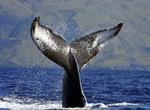 AP Photo/NOAA Fisheries/AP