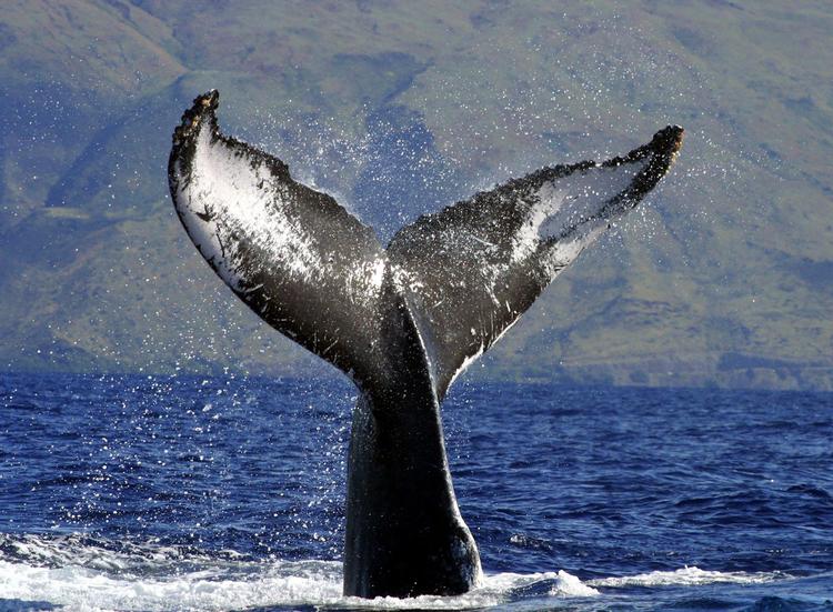AP Photo/NOAA Fisheries/AP