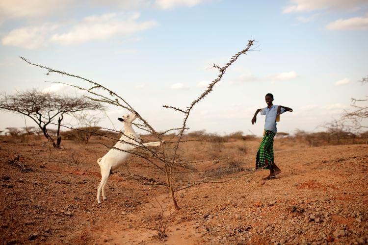 De kommende år vil klimaforandringer ramme hårdt på steder som her i det nordlige Kenya, der jævnligt bliver ramt af ekstrem tørke og hungersnød. På dette billede fra 2011 må 16-årige Jacob gå længere og længere for at finde mad og vand til familiens geder. Peter Hove Olesen/POLFOTO