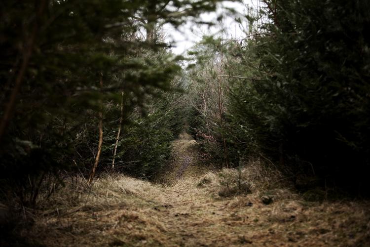 Danske skove - her i Odsherred - skal optage mere C02. Mie Brinkmann/POLFOTO