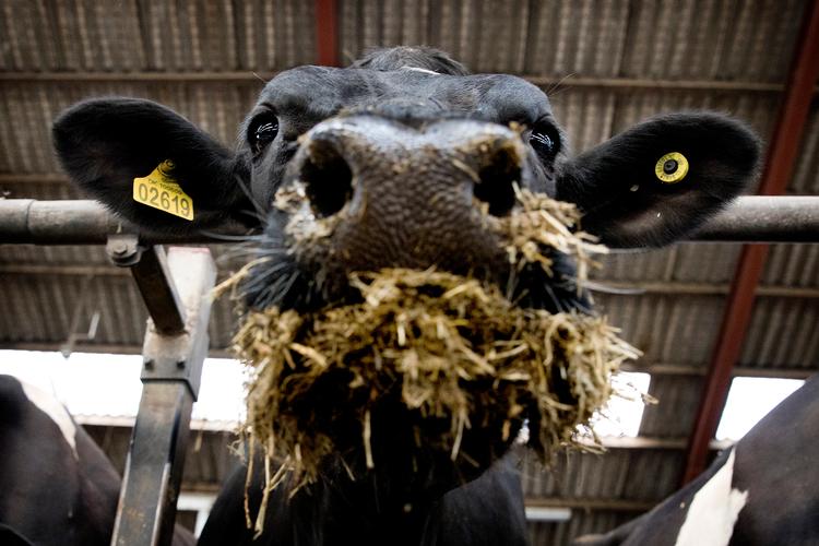 Dansk landbrug og ikke mindst kvægdrift står for op mod 20 procent af de danske CO2-udledninger.  Sektoren kan dog glæde sig over at være blevet næsten helt ignoreret i regeringens klimaudspil. Finn Frandsen/POLFOTO