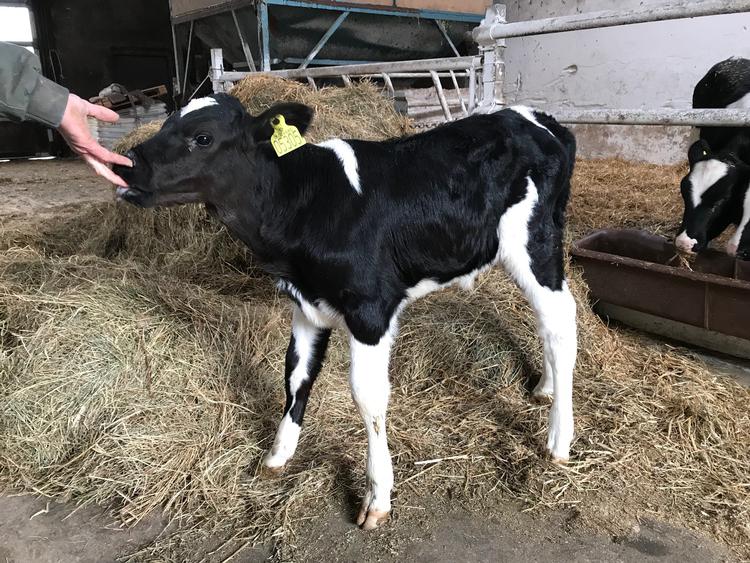 Den nyfødte reagensglaskalv EliteOvaOne har det godt. Når den bliver kønsmoden vil dens sæd blive brugt i jagten på at fremavle klimavenligt og hornløst kvæg via reagensglasbefrugtning. Foto: Søren Ernst Madsen 