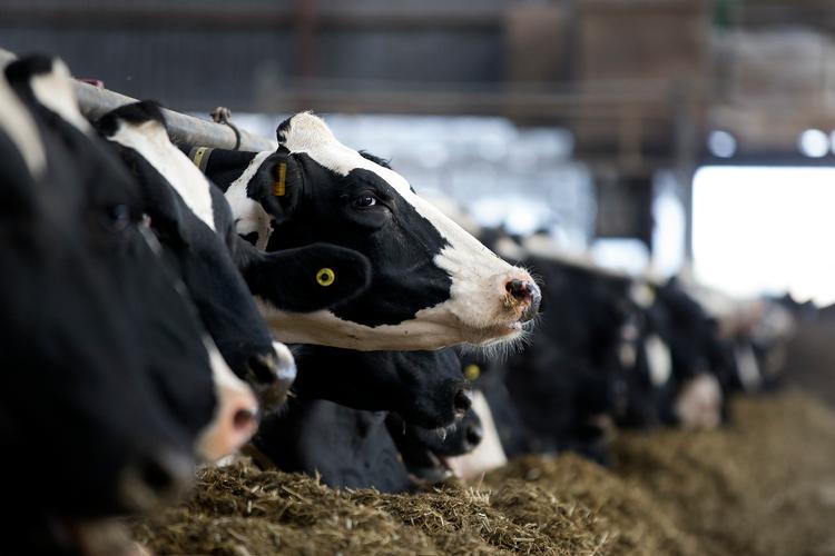 Det danske landbrug er en af de store CO2-udledere i Danmark, men af hensyn til økonomien er sektoren stort set sluppet for nye krav i regeringens klimaudspil. Finn Frandsen/POLFOTO