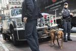 Sikkerheden foran flere politikeres huse er blevet væsentligt forøget. Her ses betjente med bombehunde foran den bygning, der rummer kontoret for guvernøren i New York, Governor Andrew Cuomo. Mary Altaffer/AP