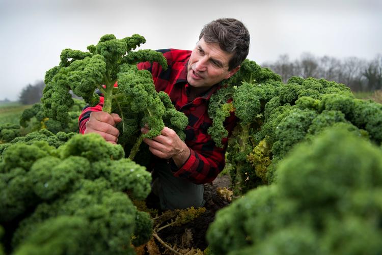 Danskerne er et af de folkdefærd, der bruger flest penge på økologisk mad, og forbruget er stigende. Her er gartner Chris Russell i den økologiske grønkåls mark. Arkivfoto. Jan Dagø/POLFOTO