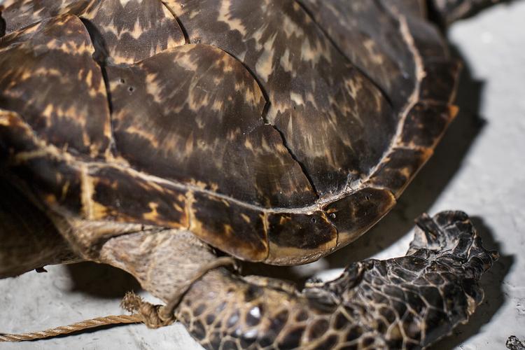
    Turister kan uforvarende komme til at hjemføre souvenirs fra vilde dyr og planter, som er forbudt ifølge de internationale Cites-regler.  Her en udstoppet havskildpadde. (arkiv)
   Ivan Boll/POLFOTO