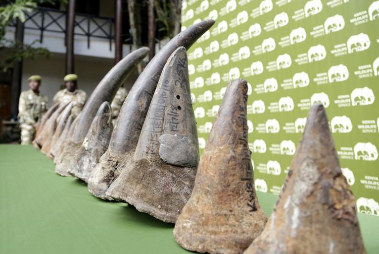 Bestandene af vilde næsehorn og tigre er lave, og en legalisering af handel med produkter lavet af dem er risikofyldt, lyder det fra Verdensnaturfonden (WWF). Khalil Senosi/AP