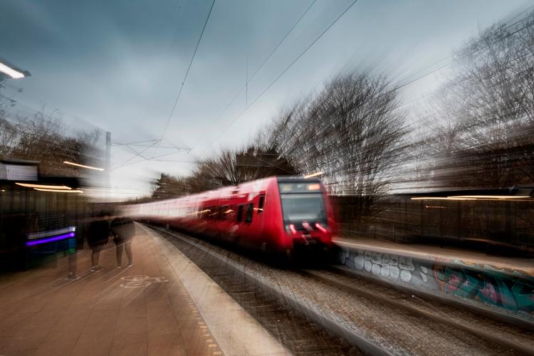 Daglig transport har frembragt en særlig race, som kun er modtagelig overfor elektriske kvægstave og togbusser. Arkivfoto Stine Bidstrup