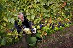 Hos Ørnberg Vin på Sjællands Odde har man oplevet rekordhøst. Her er billede fra en tidligere høst af pinot noir. Finn Frandsen/POLFOTO