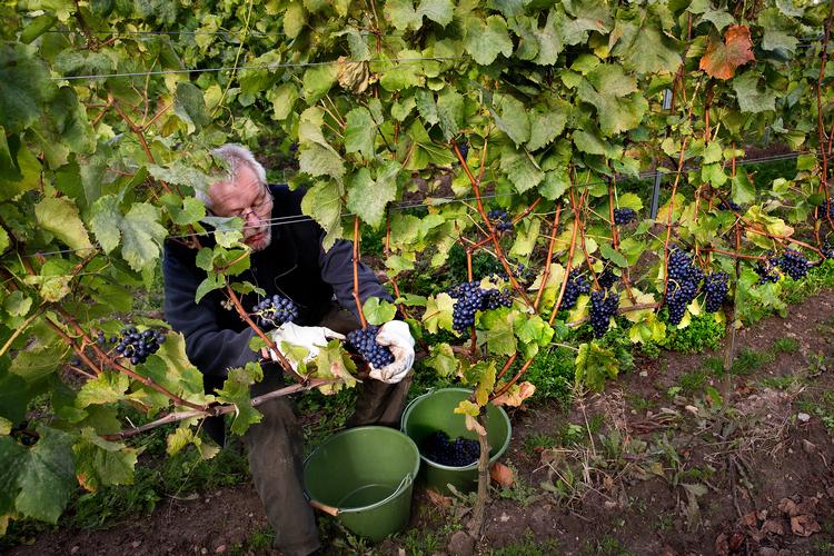 Hos Ørnberg Vin på Sjællands Odde har man oplevet rekordhøst. Her er billede fra en tidligere høst af pinot noir. Finn Frandsen/POLFOTO