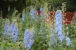 Flere læsere og seere har efterspurgt frø fra riddersporen Summerskies, som du skal på planteskolen for at finde. Foto: Søren Ryge Petersen