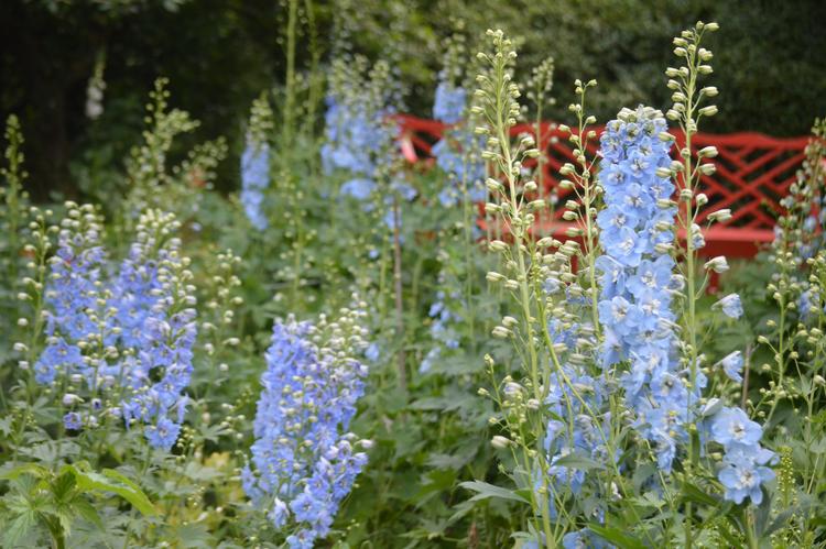 Flere læsere og seere har efterspurgt frø fra riddersporen Summerskies, som du skal på planteskolen for at finde. Foto: Søren Ryge Petersen